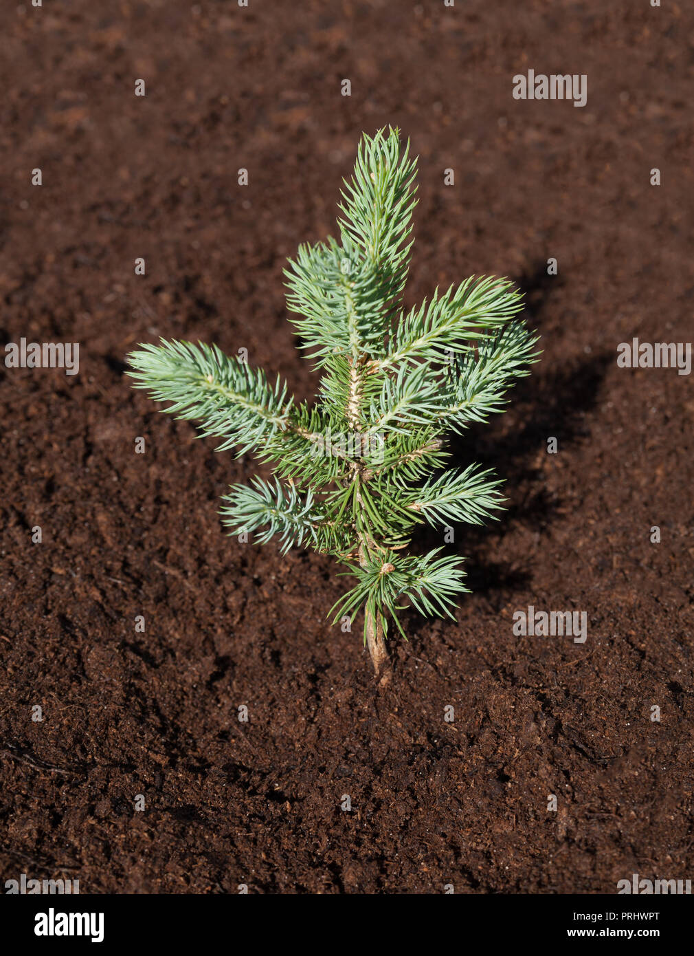 Planting of a fir tree in a ground. Stock Photo