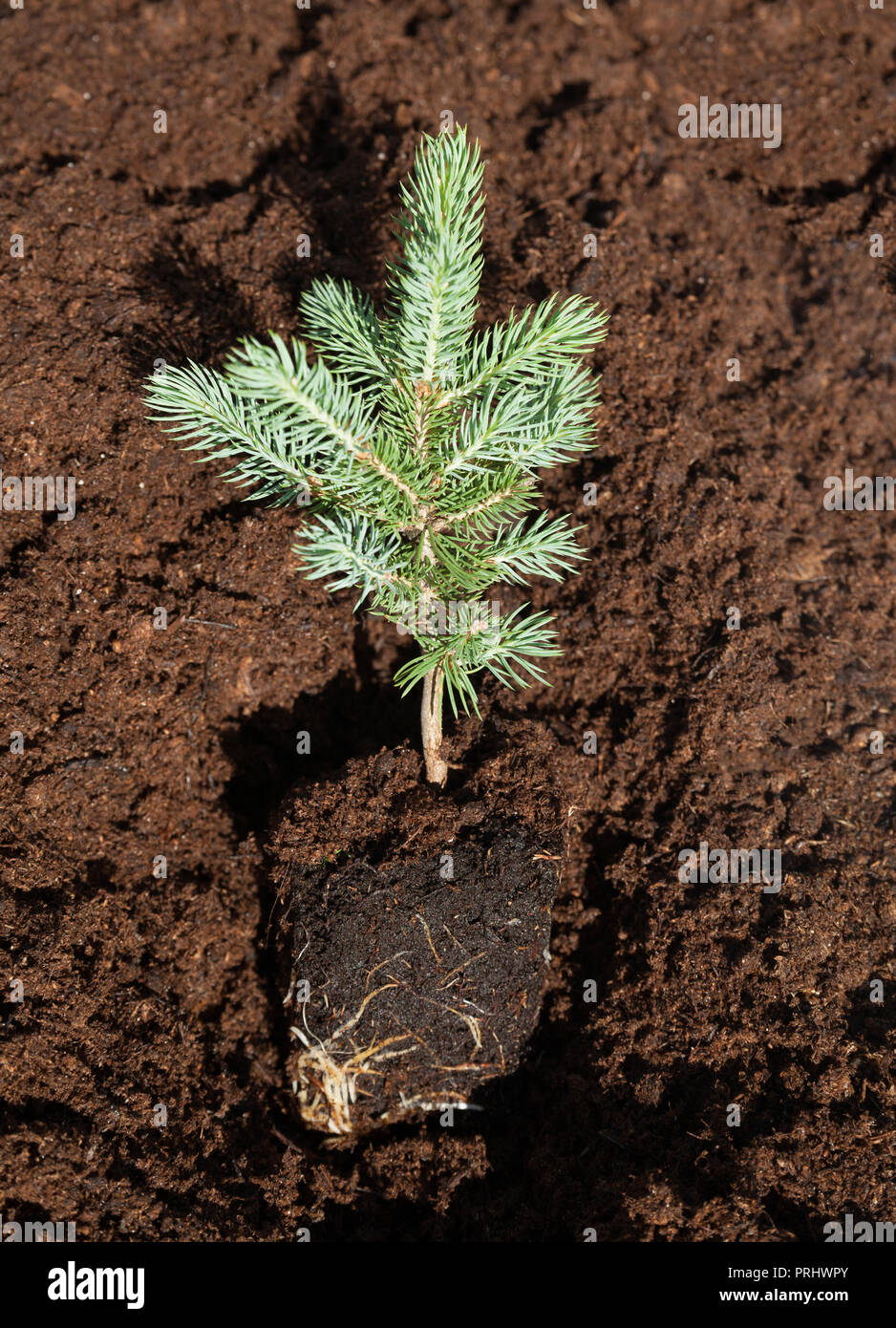 Planting of a fir tree in a ground. Stock Photo