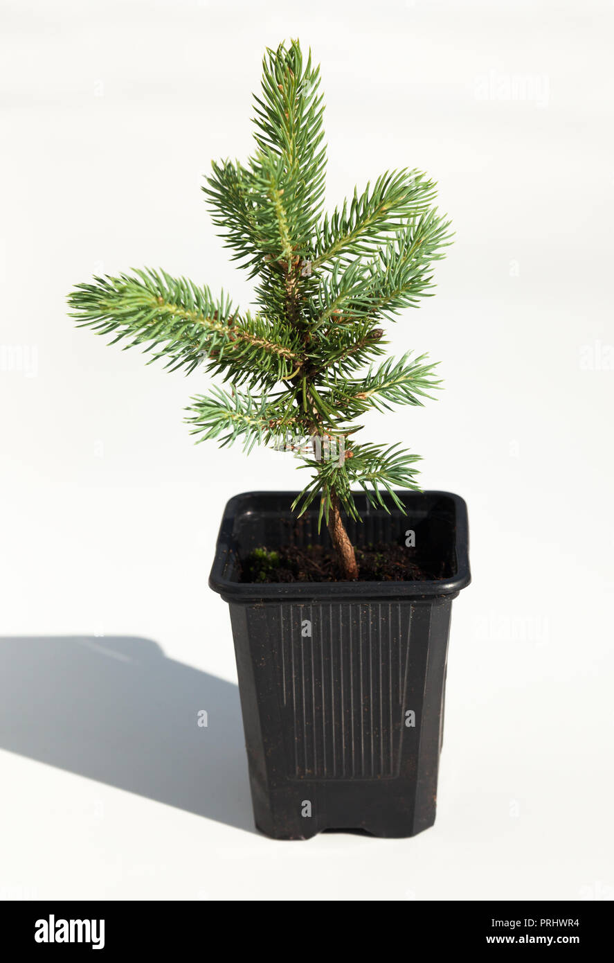 Christmas tree in a pot. Stock Photo