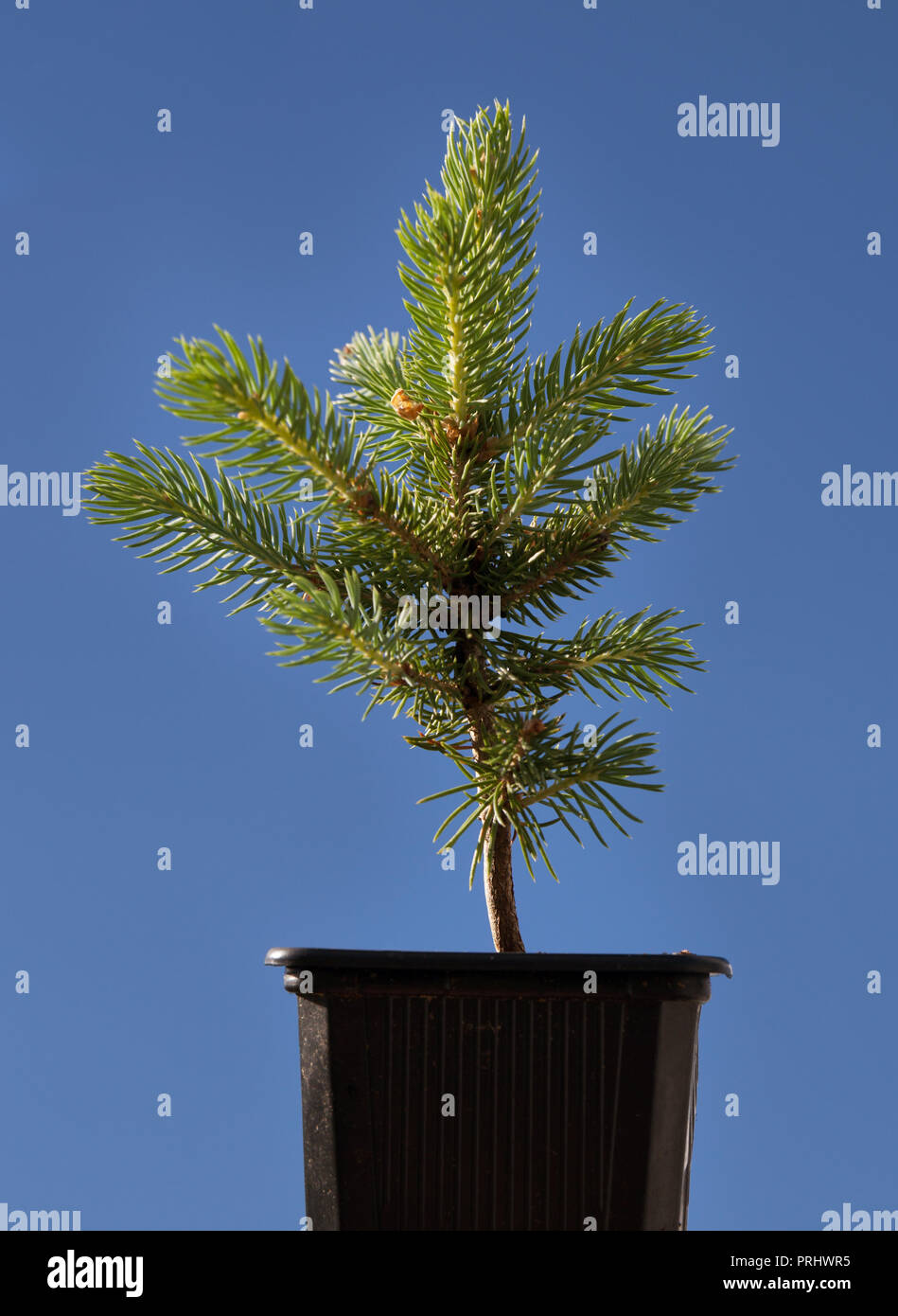 Christmas tree in a pot. Stock Photo