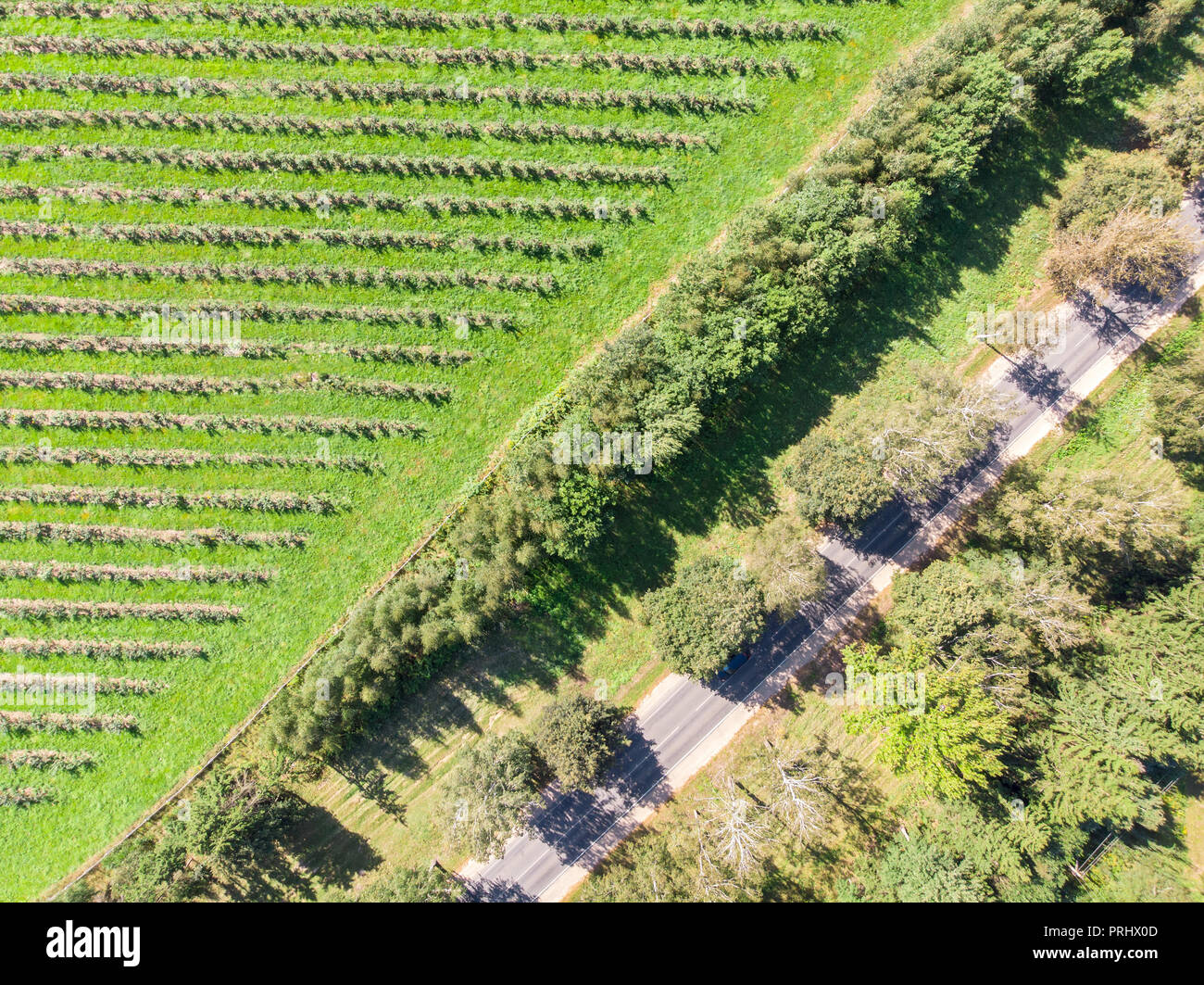 aerial top view of asphalt road going through green agricultural fields ...