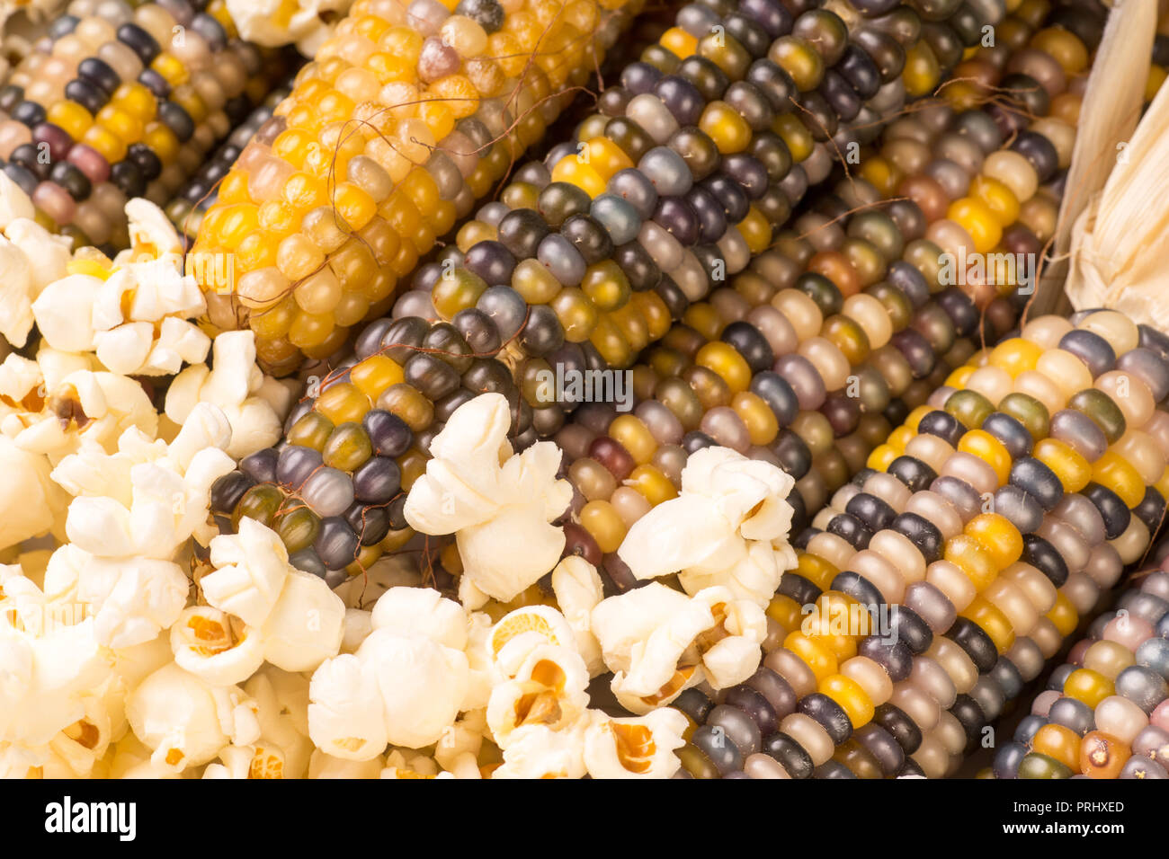 bunch of organic dried multicolored corn on the cob ready to pop popcorn or make grit with already popped popcorn Stock Photo
