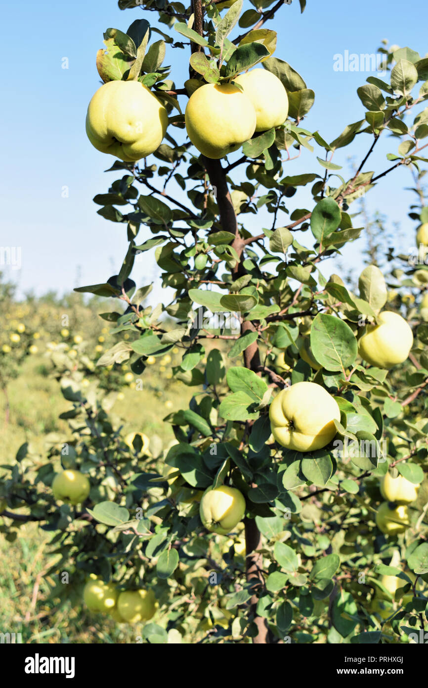Apple quince fruit orchard Stock Photo Alamy