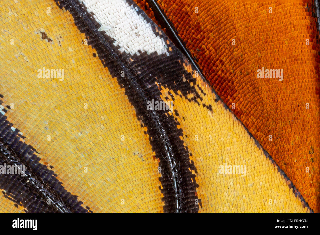 A closeup of the wing of a Monarch butterfly (Danaus plexippus) reveals the intricsate pattern of scales - Ontario, Canada Stock Photo