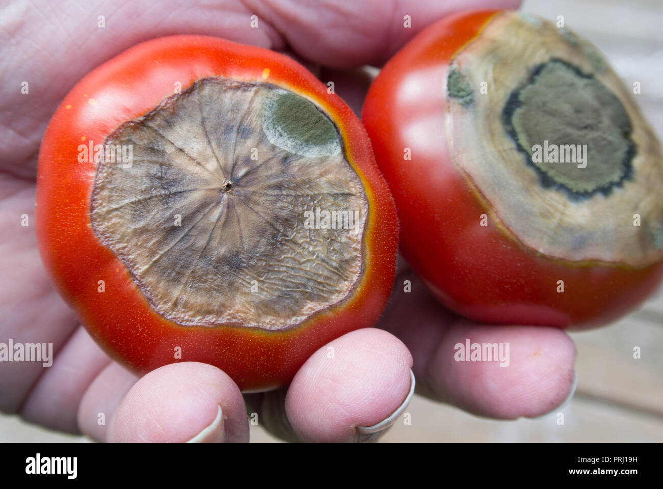 Blossom end rot on tomatoes Stock Photo Alamy