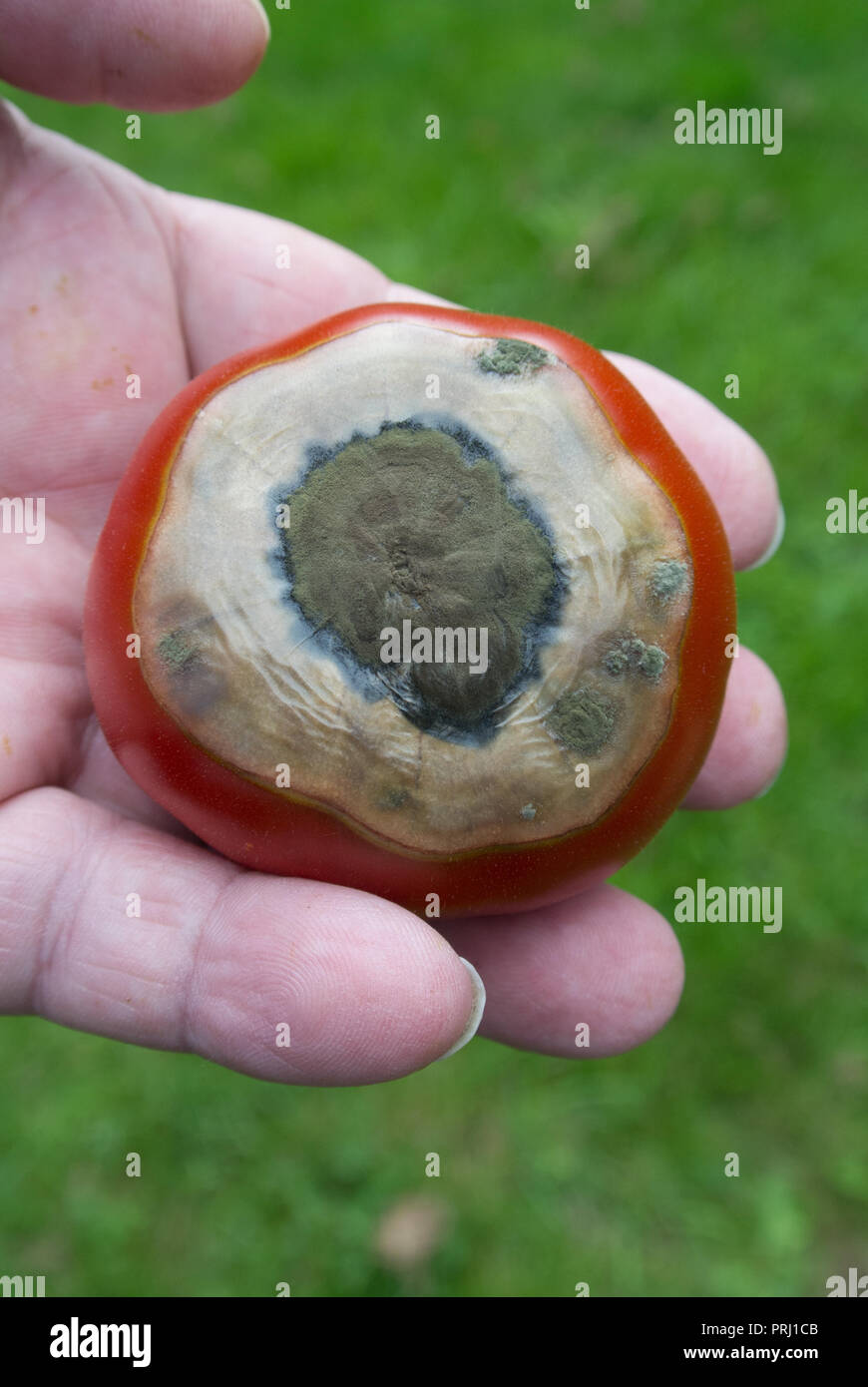 Blossom end rot on tomatoes Stock Photo