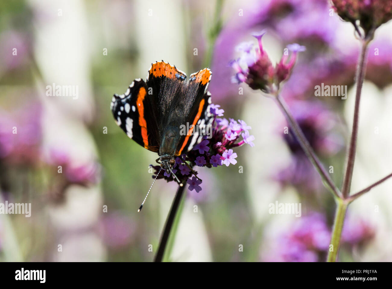 A red admiral butterfly (Vanessa atalanta) on a Argentinian vervain (Verbena bonariensis) Stock Photo