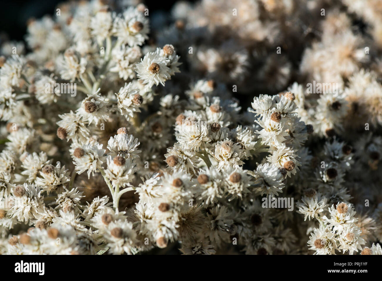 The gone over flowers of a triple-nerved pearly everlasting (Anaphalis triplinervis) Stock Photo