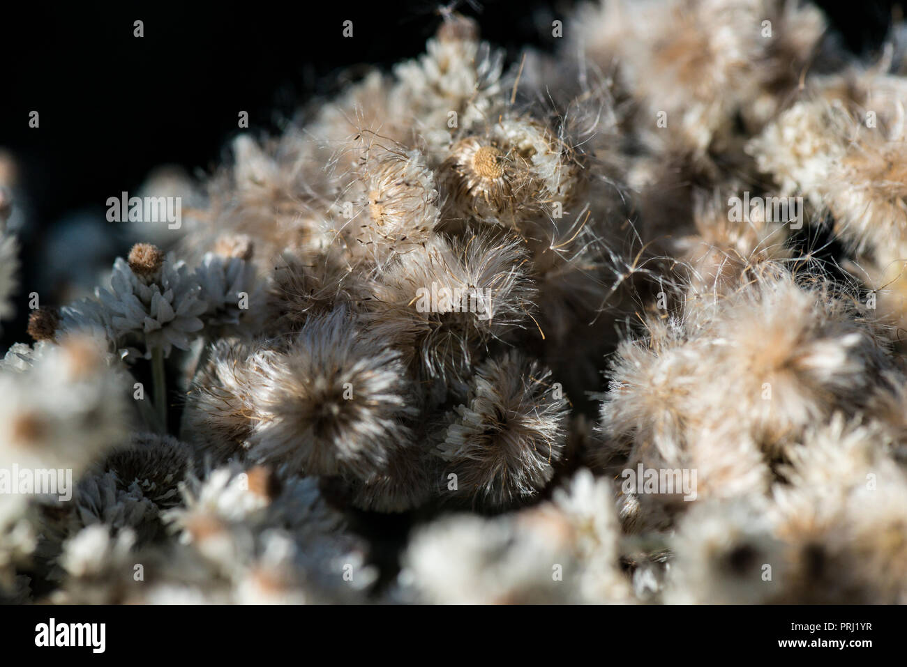 A close up of the seeds of a triple-nerved pearly everlasting (Anaphalis triplinervis) Stock Photo
