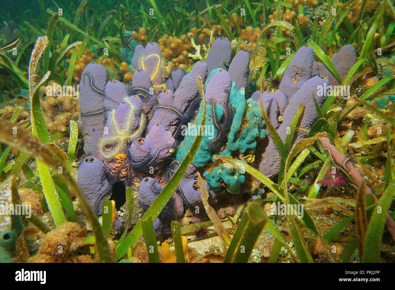 Colorful sea sponges underwater, Aiolochroia crassa and Amphimedon erina with some brittle stars and turtlegrass, Caribbean sea, Panama Stock Photo