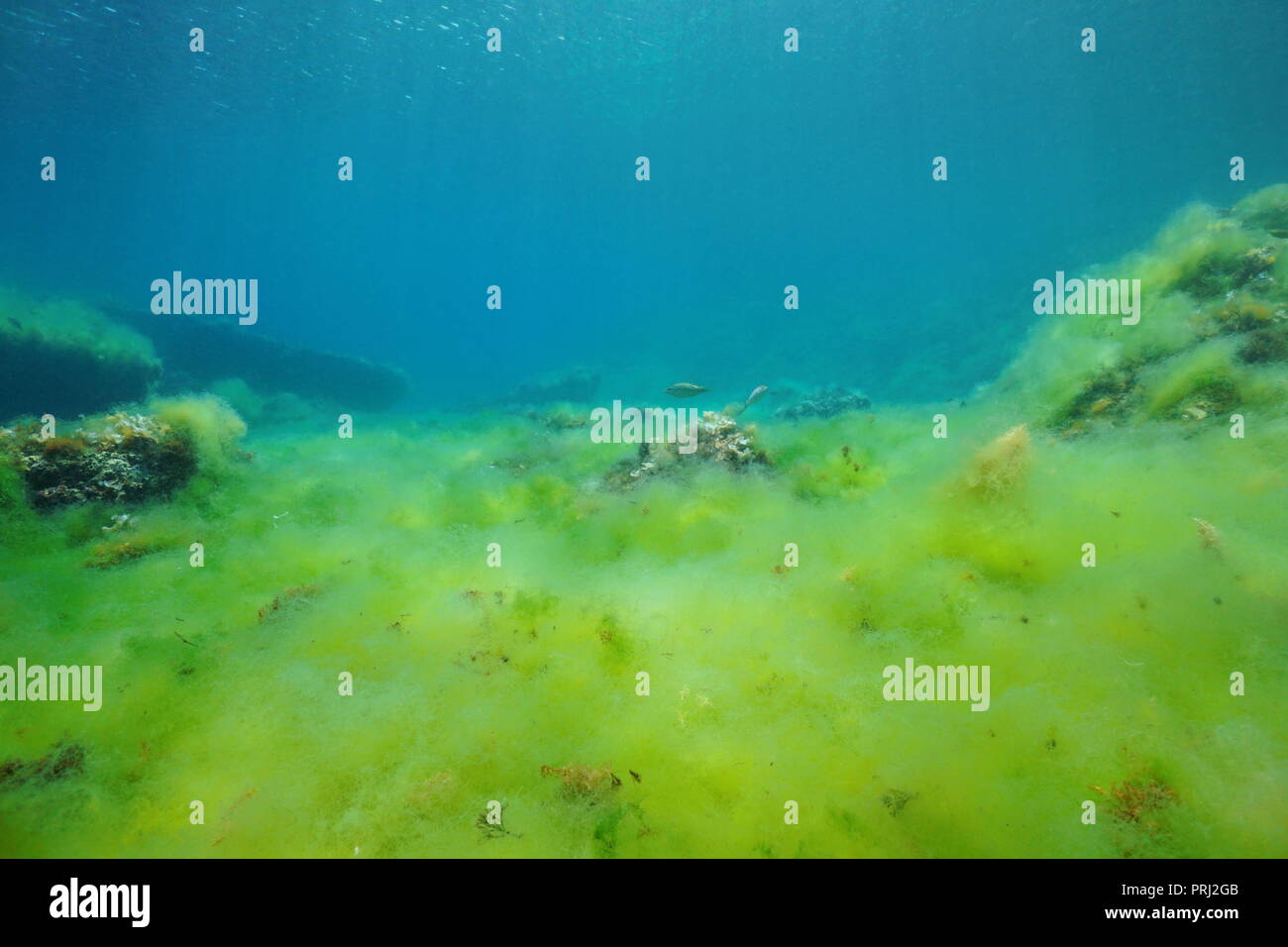 Dense algae hi-res stock photography and images - Alamy