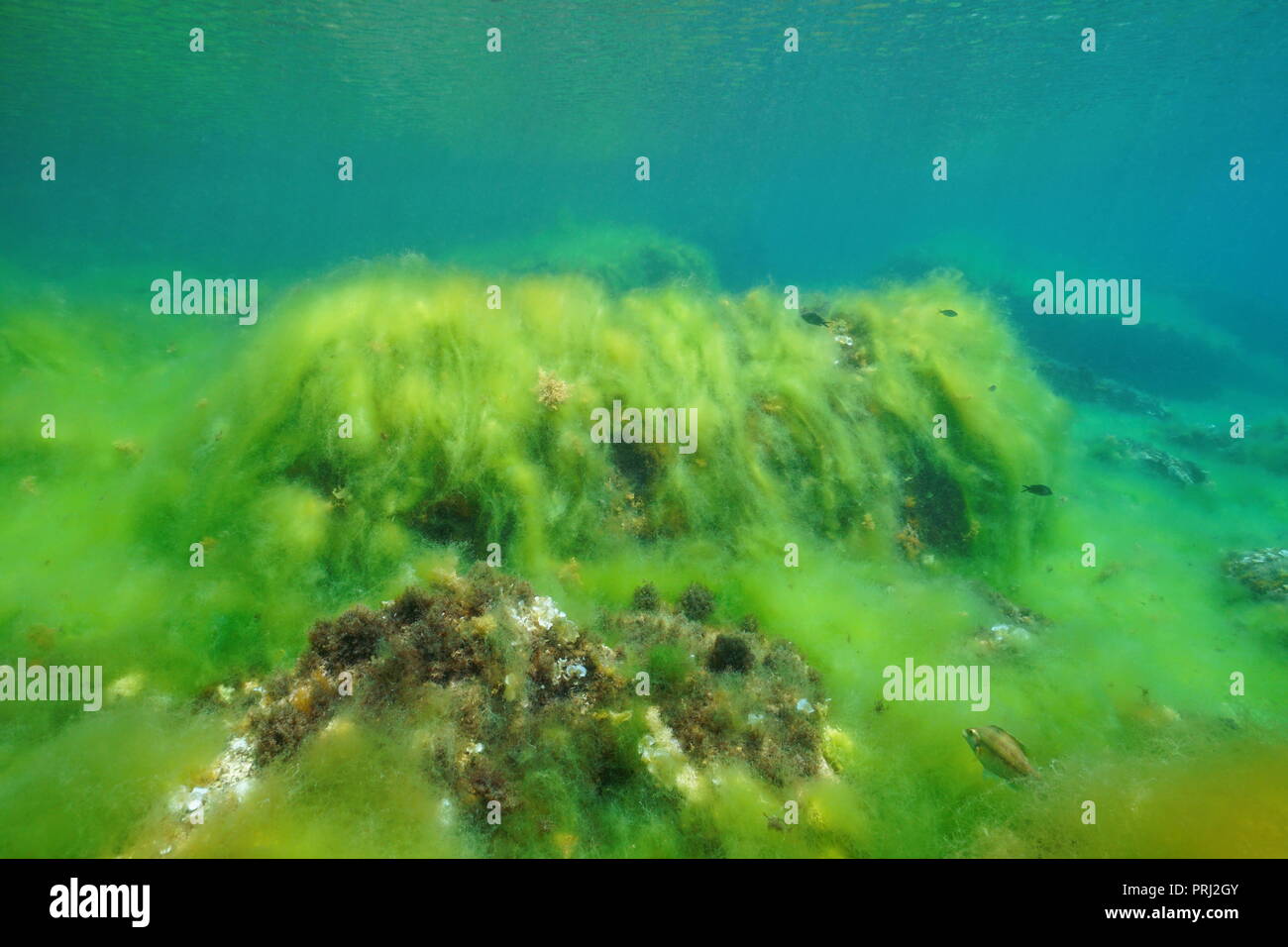 Underwater filamentous algae cover a rocky seabed in the Mediterranean sea, Catalonia, Costa Brava, Cap de Creus, Spain Stock Photo