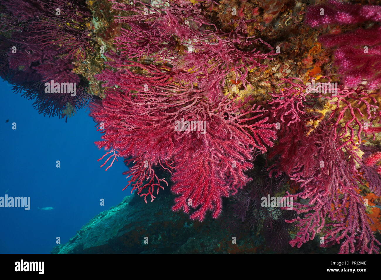 Gorgonian soft coral Paramuricea clavata underwater in the Mediterranean sea, Cap de Creus, Costa Brava, Spain Stock Photo