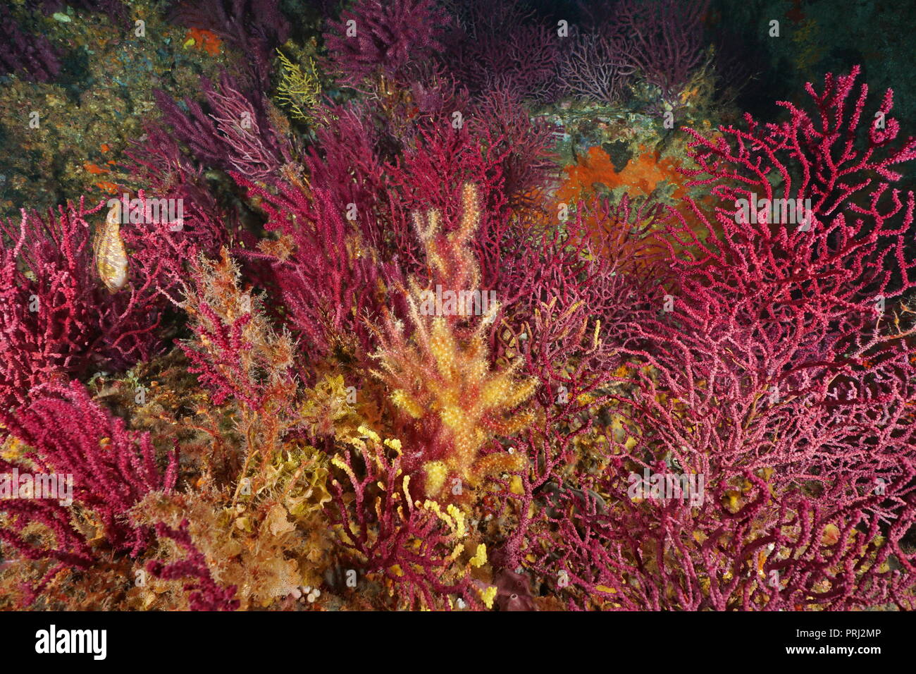 Gorgonian soft coral underwater in the Mediterranean sea, violescent sea-whip Paramuricea clavata, Cap de Creus, Costa Brava, Spain Stock Photo