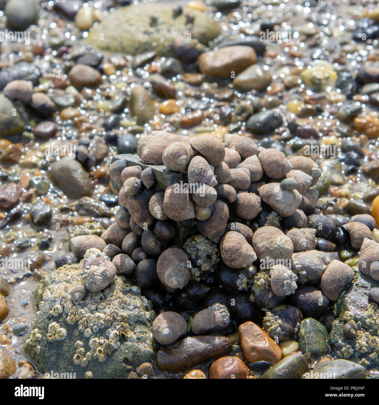 Common periwinkles (Littorina littorea), Llanddwyn Bay, Anglesey Stock Photo