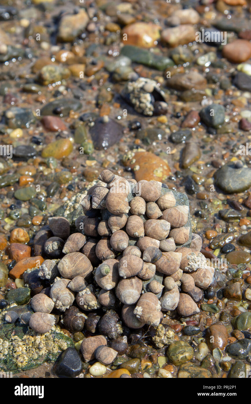 Common periwinkles (Littorina littorea), Llanddwyn Bay, Anglesey Stock Photo