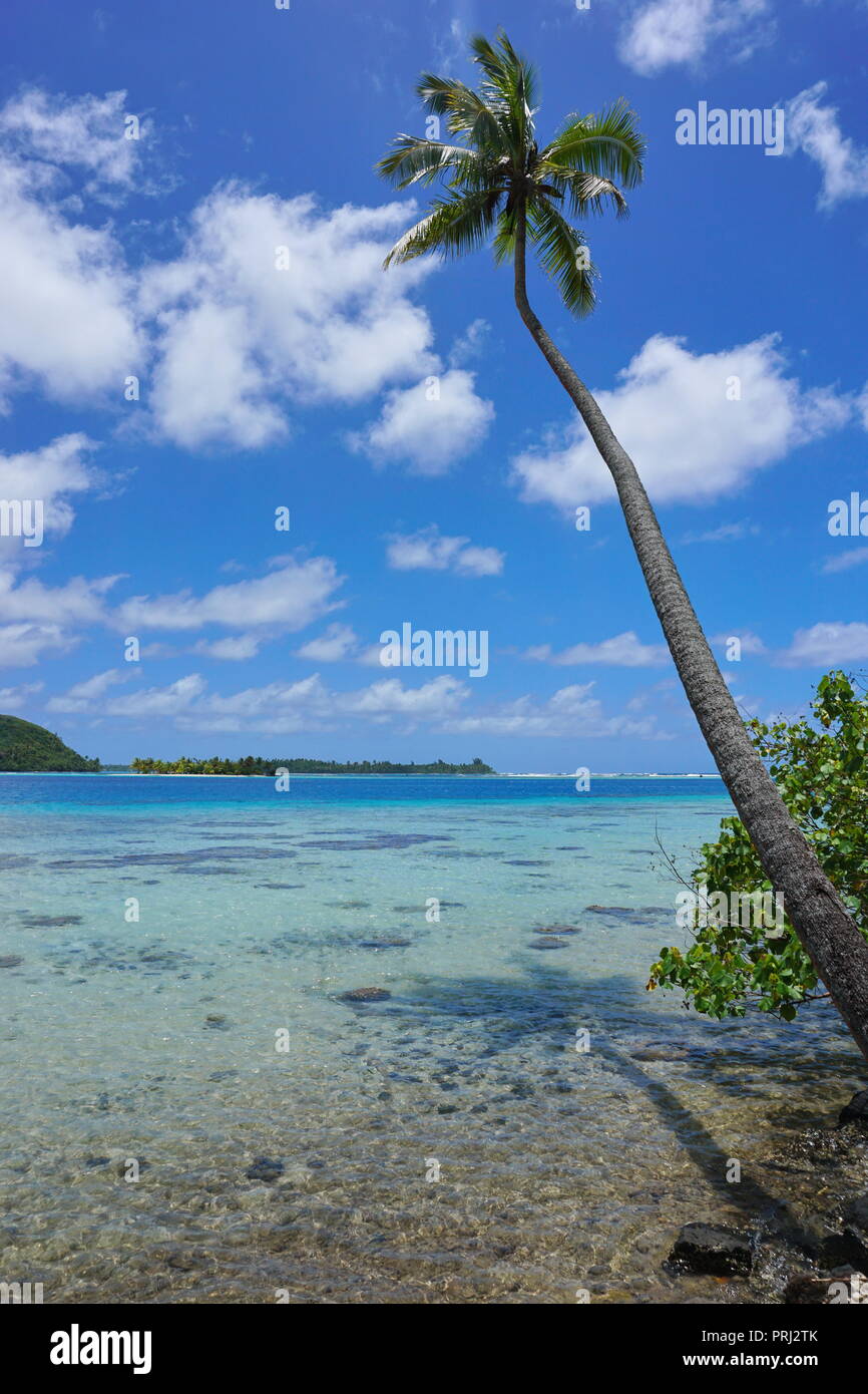 A coconut palm tree leaning over a tropical lagoon with clear water in French Polynesia, Huahine island, Pacific ocean Stock Photo