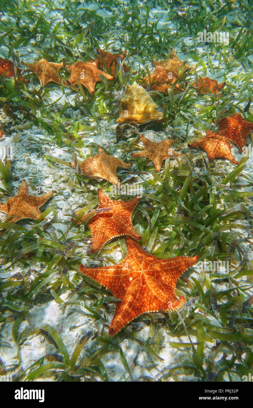 Sea stars underwater with turtlegrass and a queen conch shell on the seabed in the Caribbean sea Stock Photo