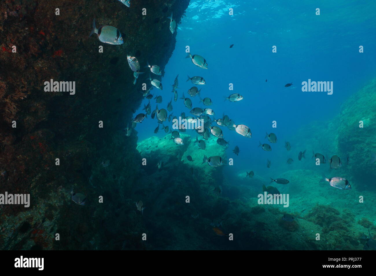 A shoal of common two-banded sea bream fish Diplodus vulgaris, underwater in the Mediterranean sea Stock Photo