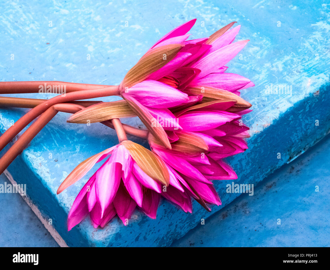 Pink lotus blooms hires stock photography and images Alamy