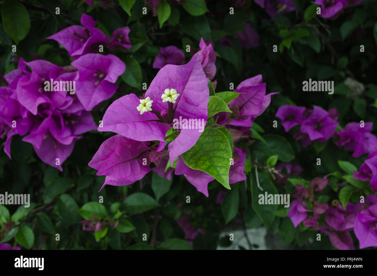 Great view fresh flowers hi res stock photography and images Alamy Great view fresh flowers hi res stock photography and images Alamy