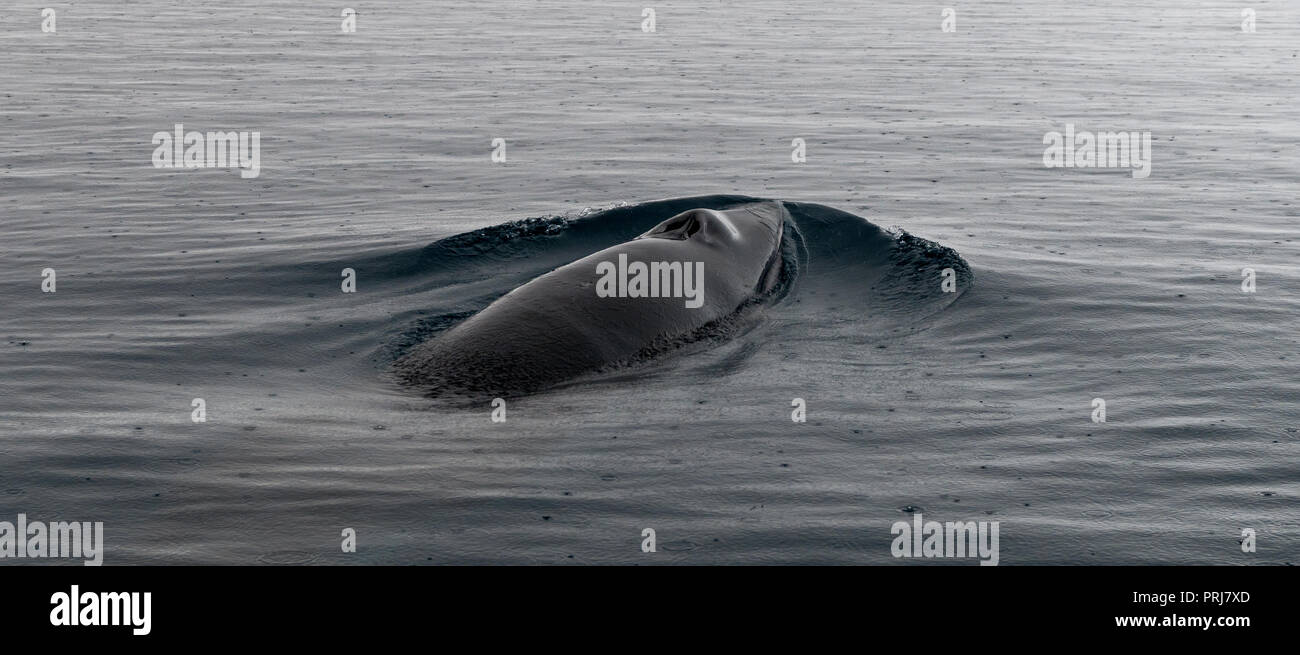 Black minke whale hi-res stock photography and images - Alamy