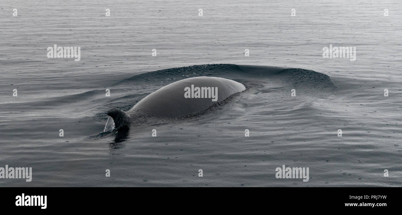 Back of minke whale hi-res stock photography and images - Alamy