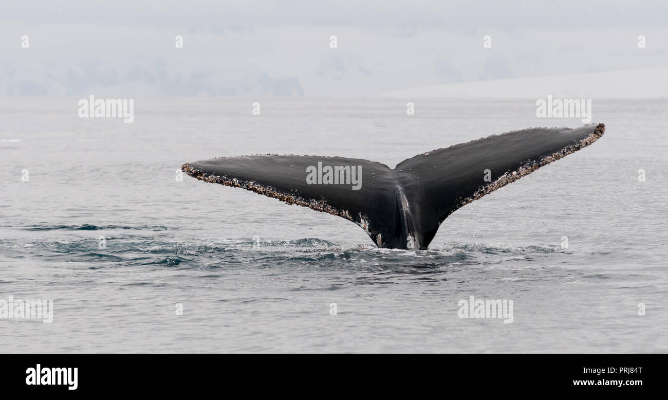 Barnacles whale tail hi-res stock photography and images - Alamy