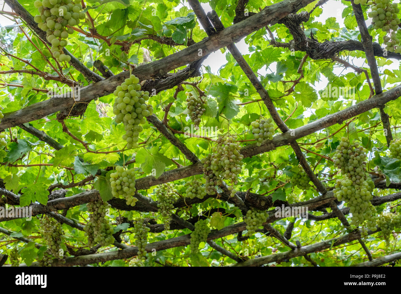 Bunch of grapes on vine / grapevine hanging on wooden beams Stock Photo
