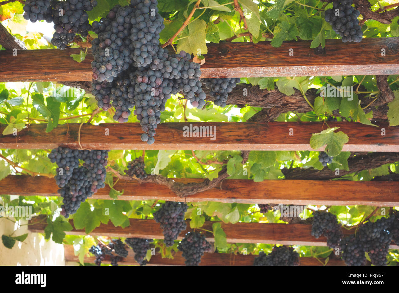 Ripe red clusters of grapes hanging on wooden beams , grapevines Stock Photo