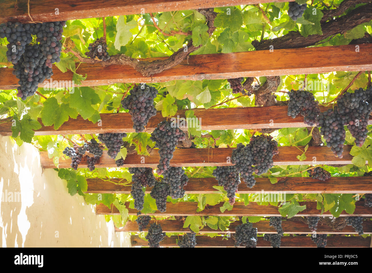 Ripe  colorful grape vine hanging on a wooden beam in traditional winery . Stock Photo