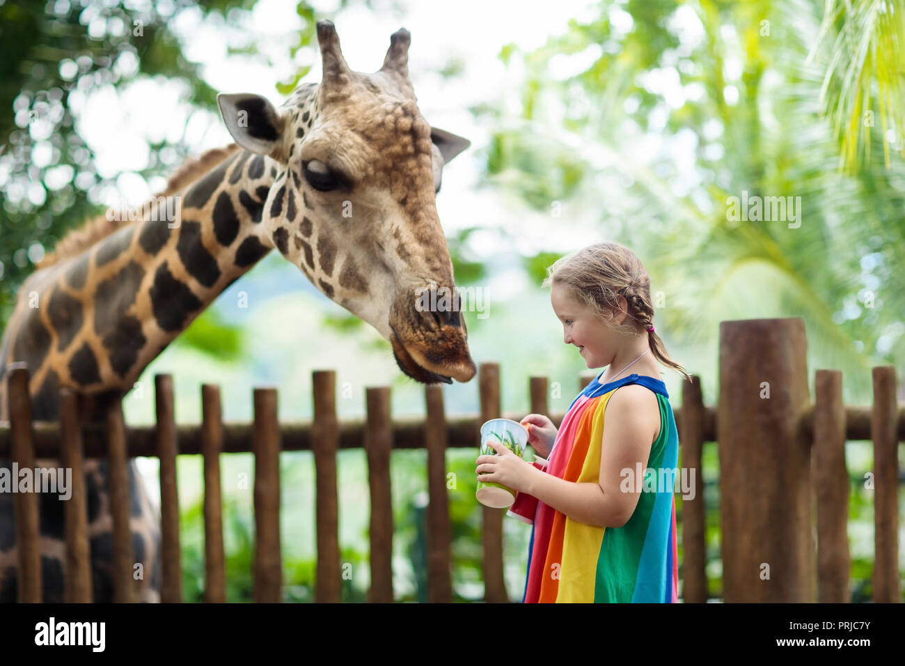 Family feeding giraffe in zoo. Children feed giraffes in tropical safari  park during summer vacation in Singapore. Kids watch animals. Little girl  giv Stock Photo - Alamy