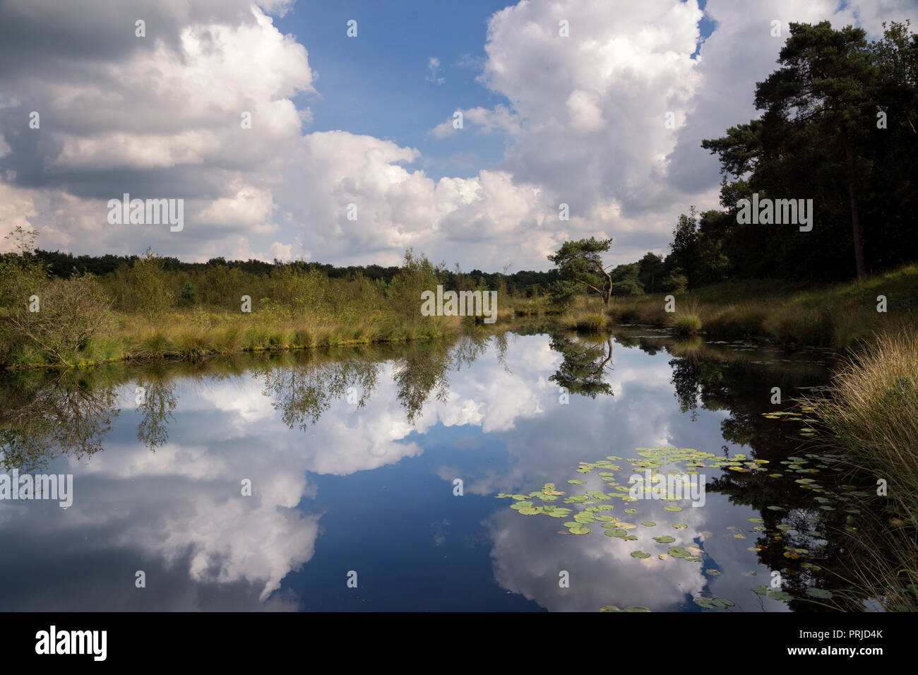 Patersmoer lake near Strijbeek Stock Photo