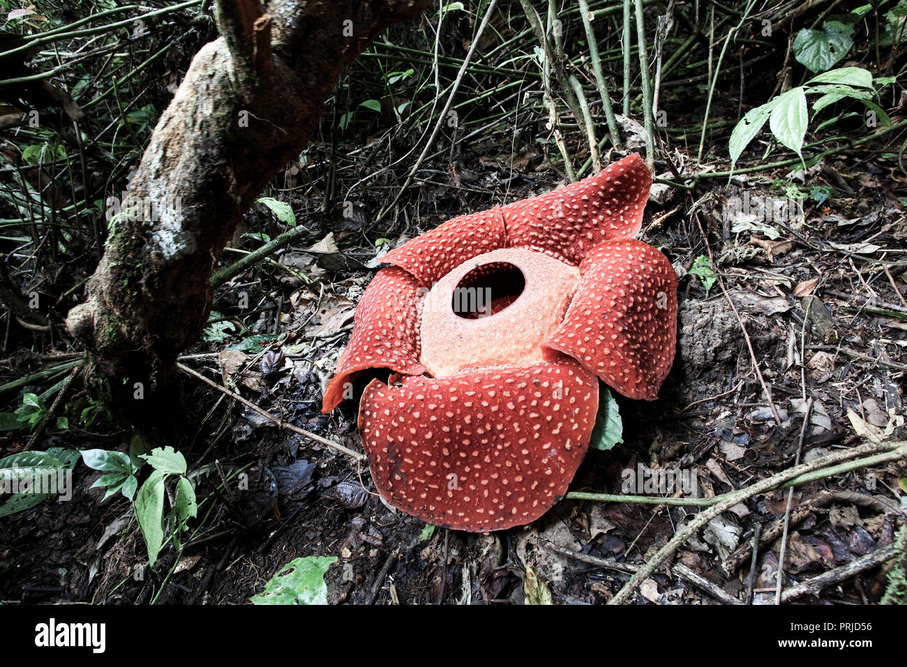 Rafflesia arnoldii flower in rain forest, Sumatra, Indonesia Stock Photo