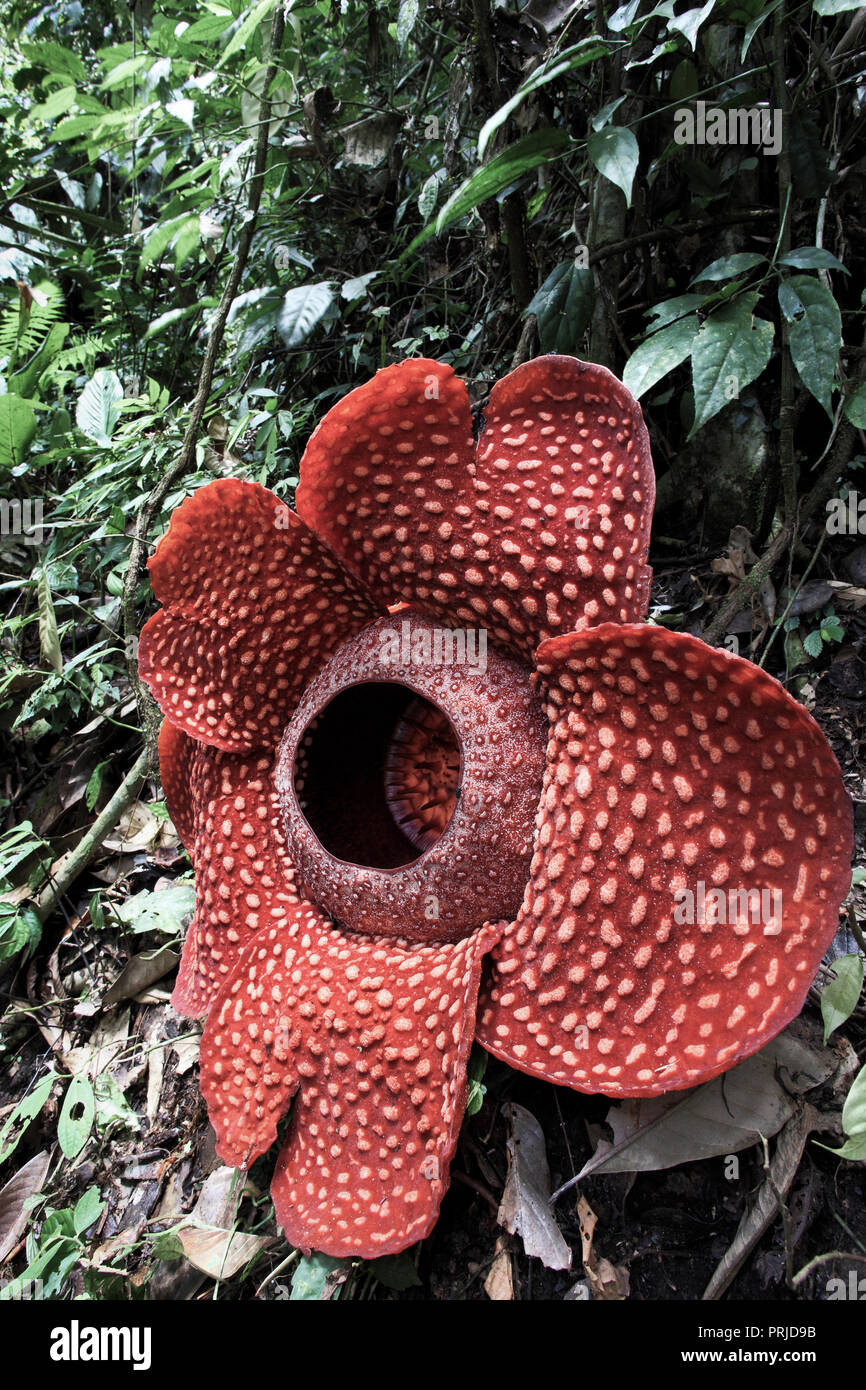Rafflesia plant flowering in forest in Sumatra, Indonesia Stock Photo