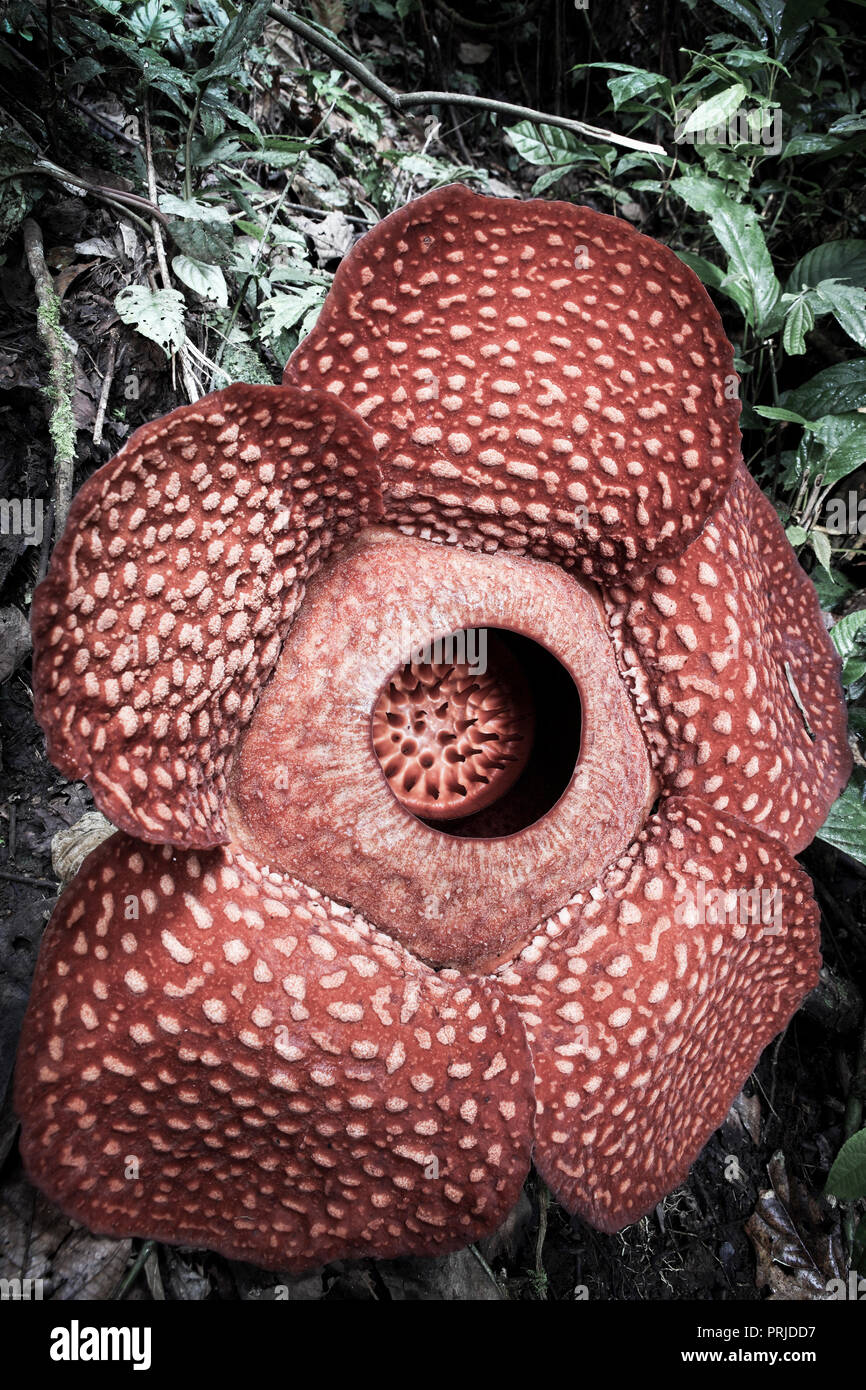 Rafflesia arnoldii flower in rain forest, Sumatra, Indonesia Stock Photo