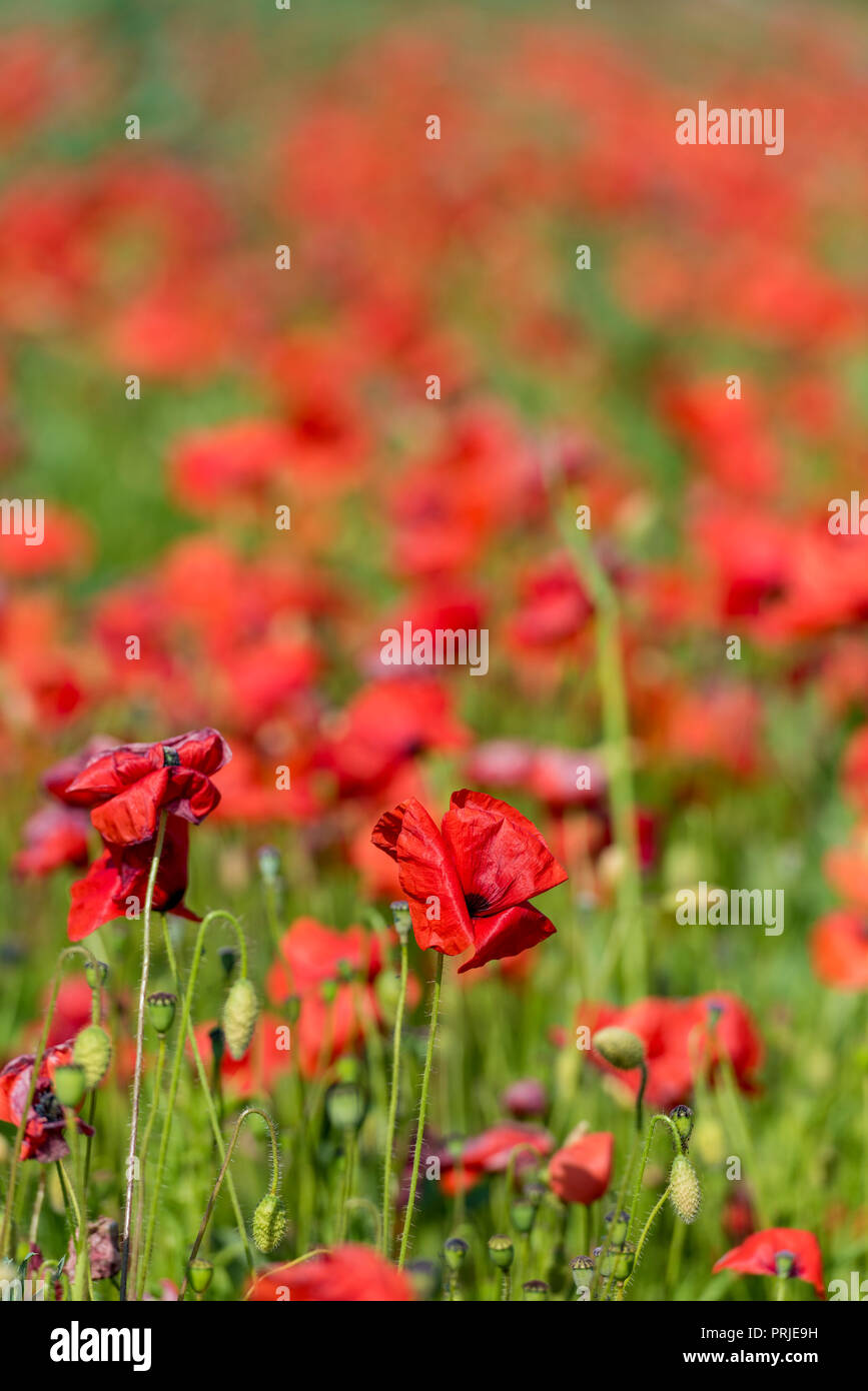 a field full of beautiful red poppies and summer flowers in a meadow ...