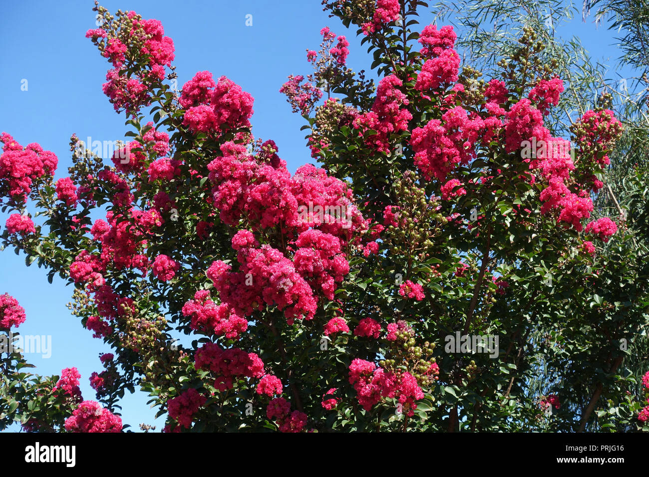 Lagerstroemia or commonly known as crape myrtle or crepe myrtle against blue sky Stock Photo