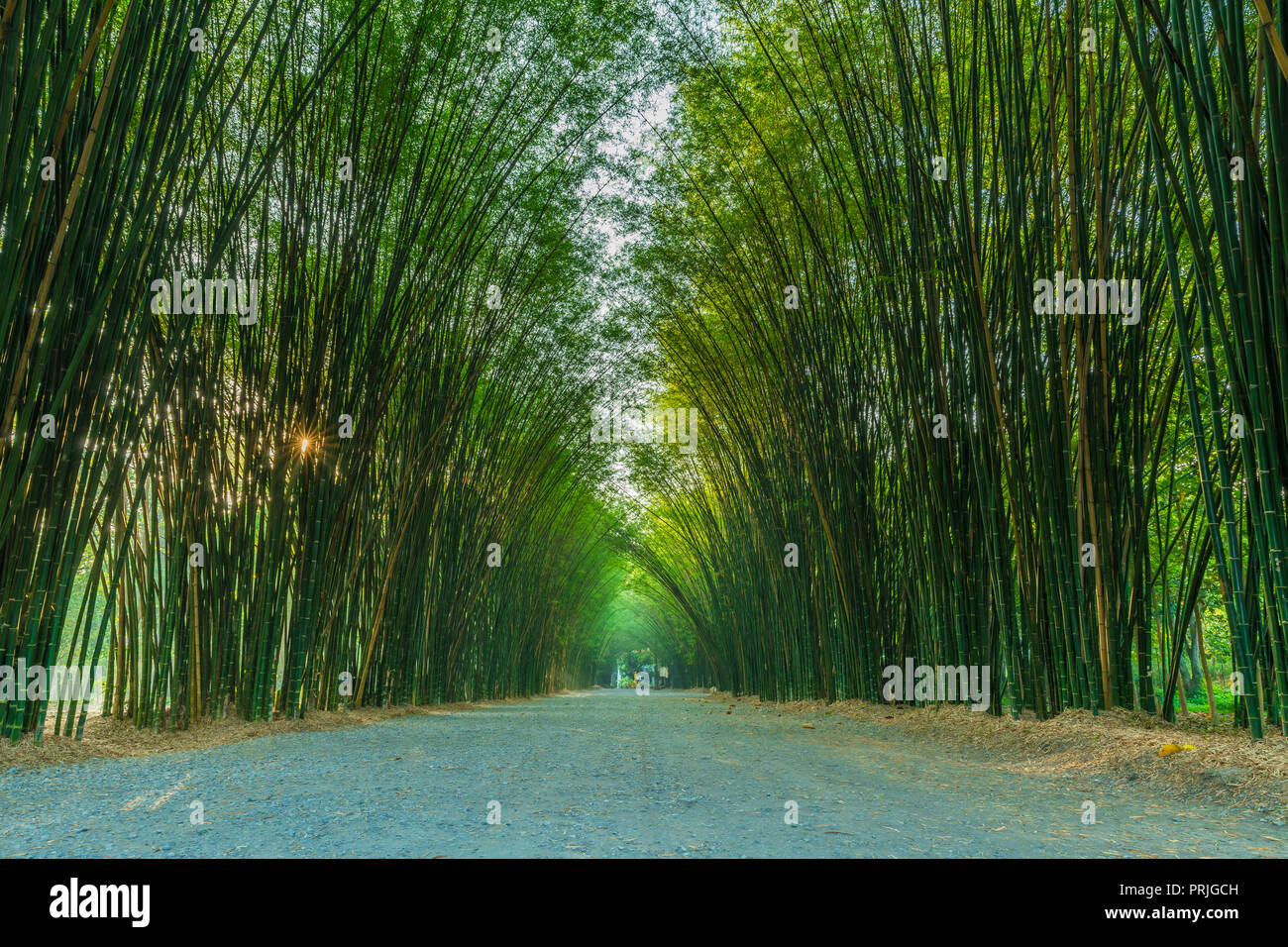 Natural bamboo arch on both side of the walking path leading to Eakkachat temple in Nakornnayok province, Thailand. Stock Photo