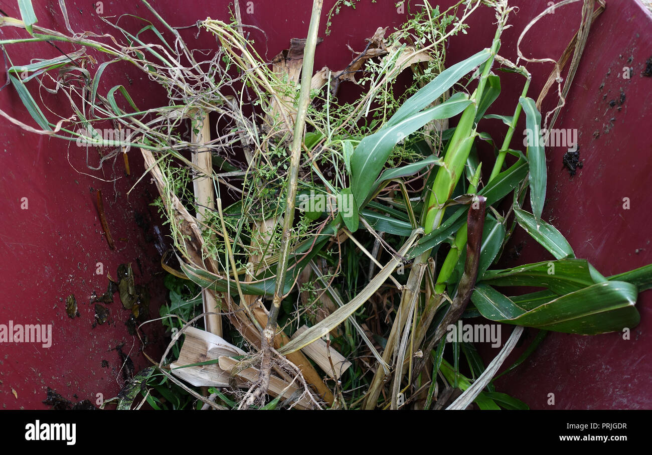 Grass clippings in rubbish bin Stock Photo