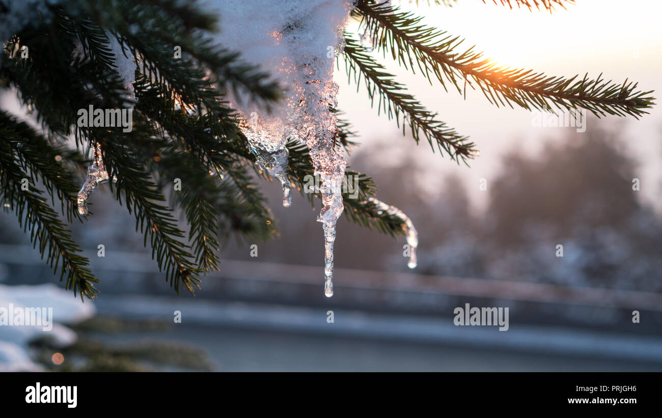 winter forest Feldberg Taunus in Hesse Germany Stock Photo