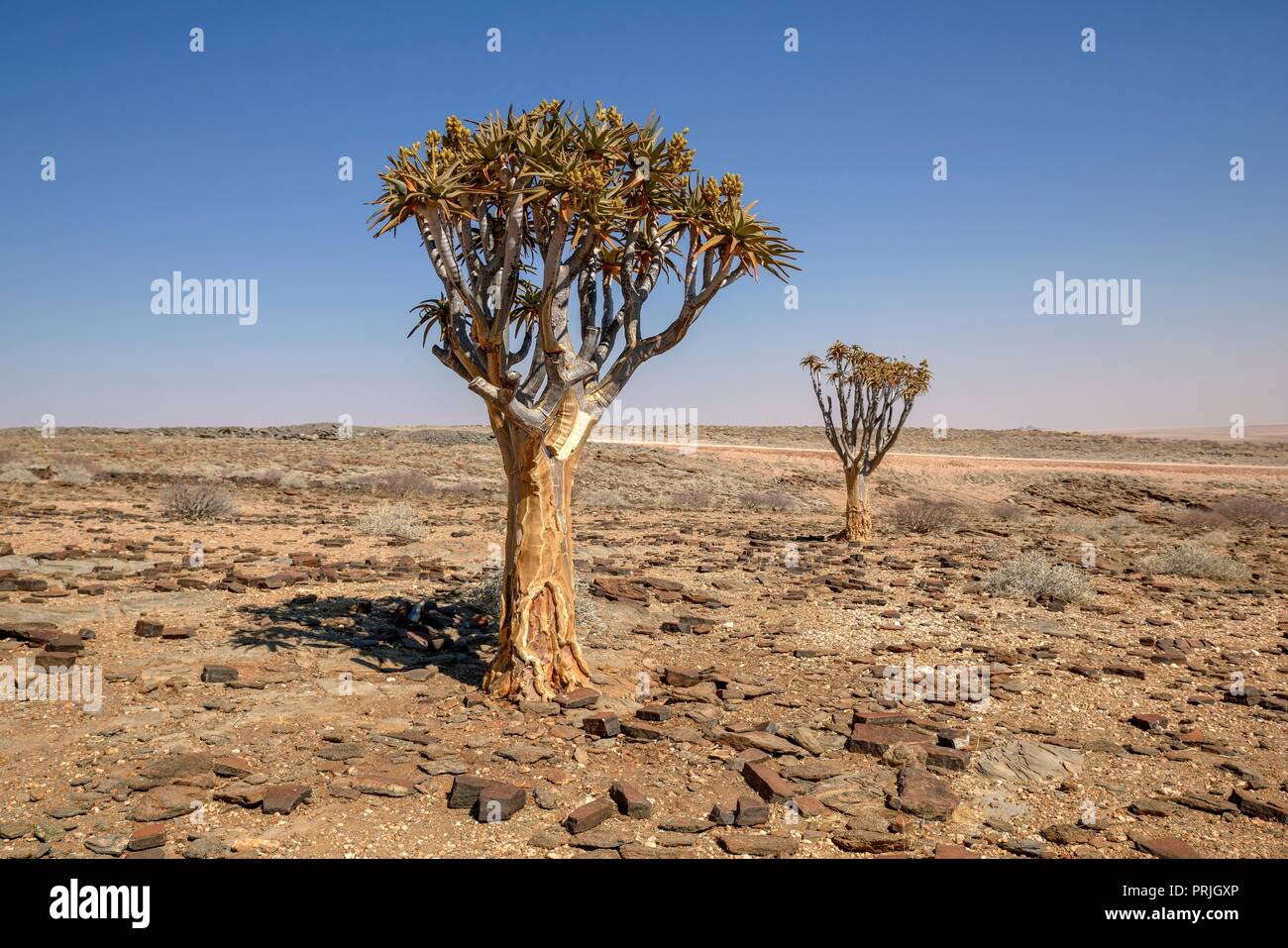 Quiver trees (Aloe dichotoma) in desert landscape, near Kuiseb-Canyon, Erongo region, Namibia Stock Photo