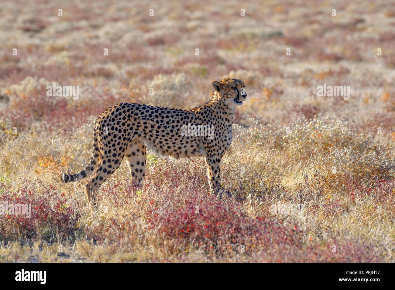 Cheetah (Acinonyx jubatus), male stands in dry grassland, near Namutoni, Etosha National Park, Kunene region, Namibia Stock Photo