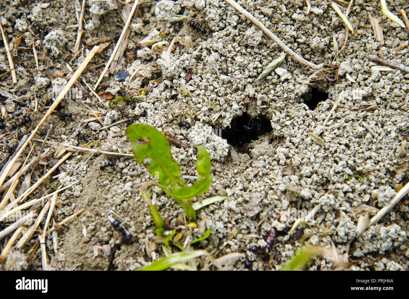 Group of black ants on sandy ground Stock Photo