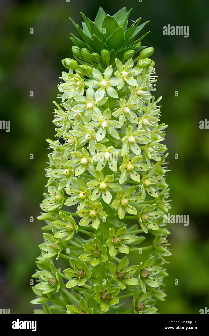 Flower of Giant pineapple lily pallidiflora), detail, Germany