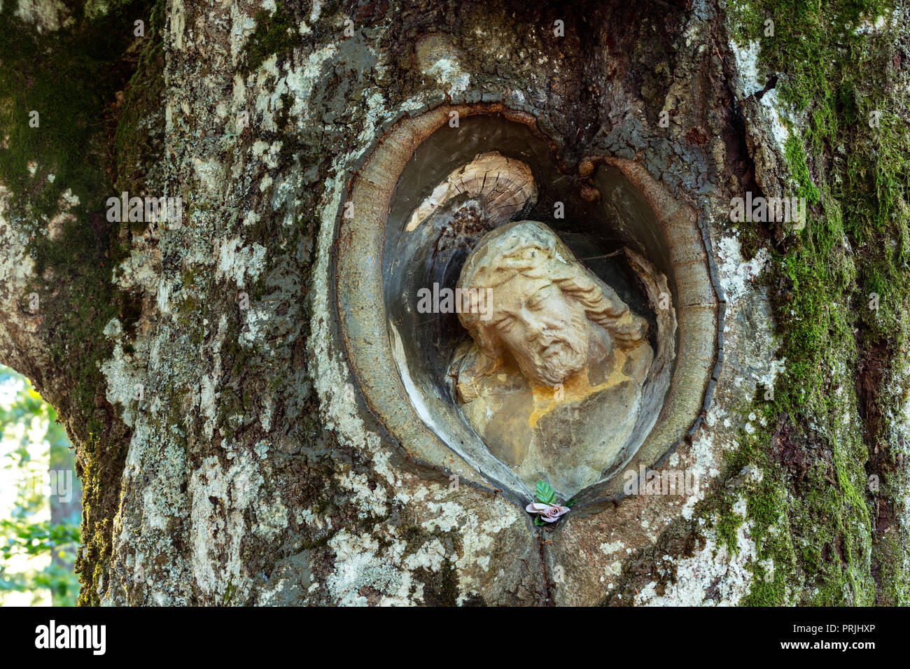 Lord of Mainz, stone Christ figure, grown in a willow beech, near Gütenbach, Black Forest, Baden-Württemberg, Germany Stock Photo