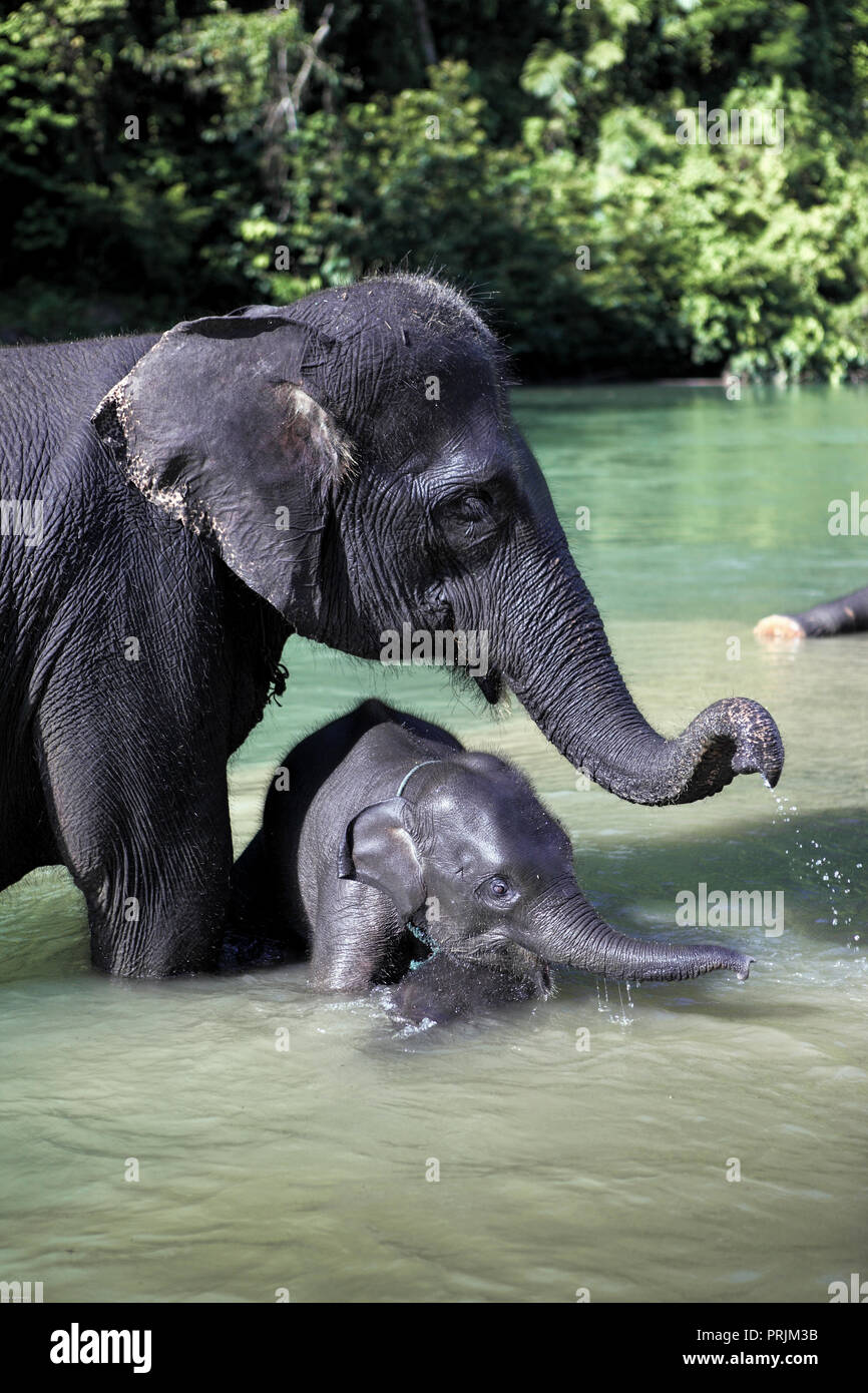 Sumatran elephant (Elephas maximus sumatranus) bathing in river with baby Stock Photo