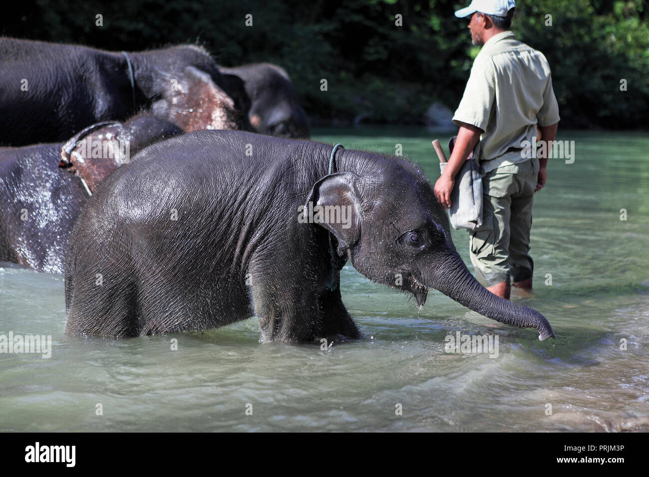 Mahout washing elephants at Tangkahan in Gunung Leuser National Park, Sumatra, Indonesia Stock Photo