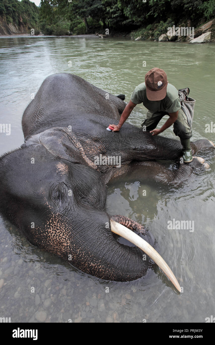 Mahout washing elephant at Tangkahan in Gunung Leuser National Park, Sumatra, Indonesia Stock Photo