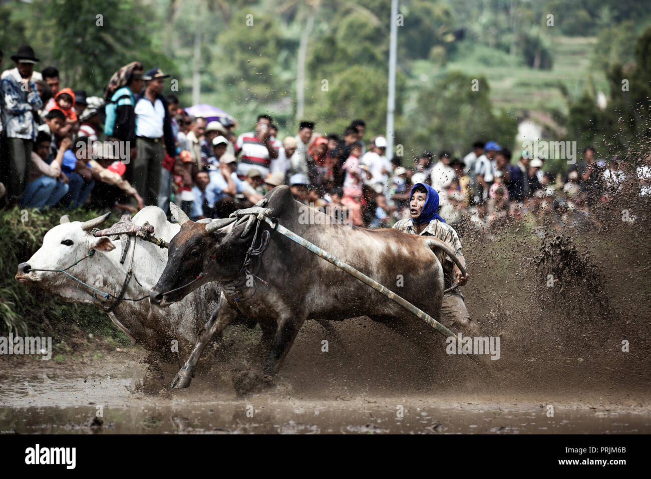 Minangkabau cow racing in flooded rice paddy in West Sumatra, Indonesia ...